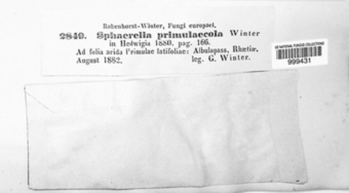 Sphaerella primulaecola image